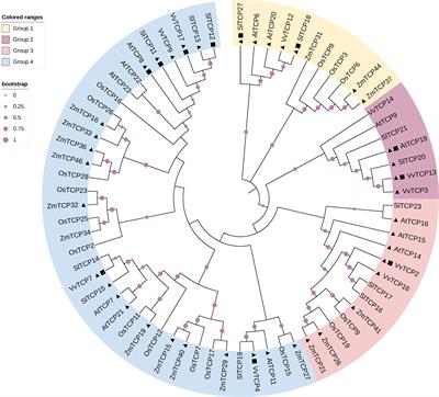 Class I TCP in fruit development: much more than growth